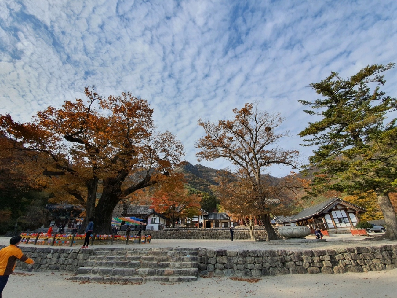 내소사 천년 느티나무